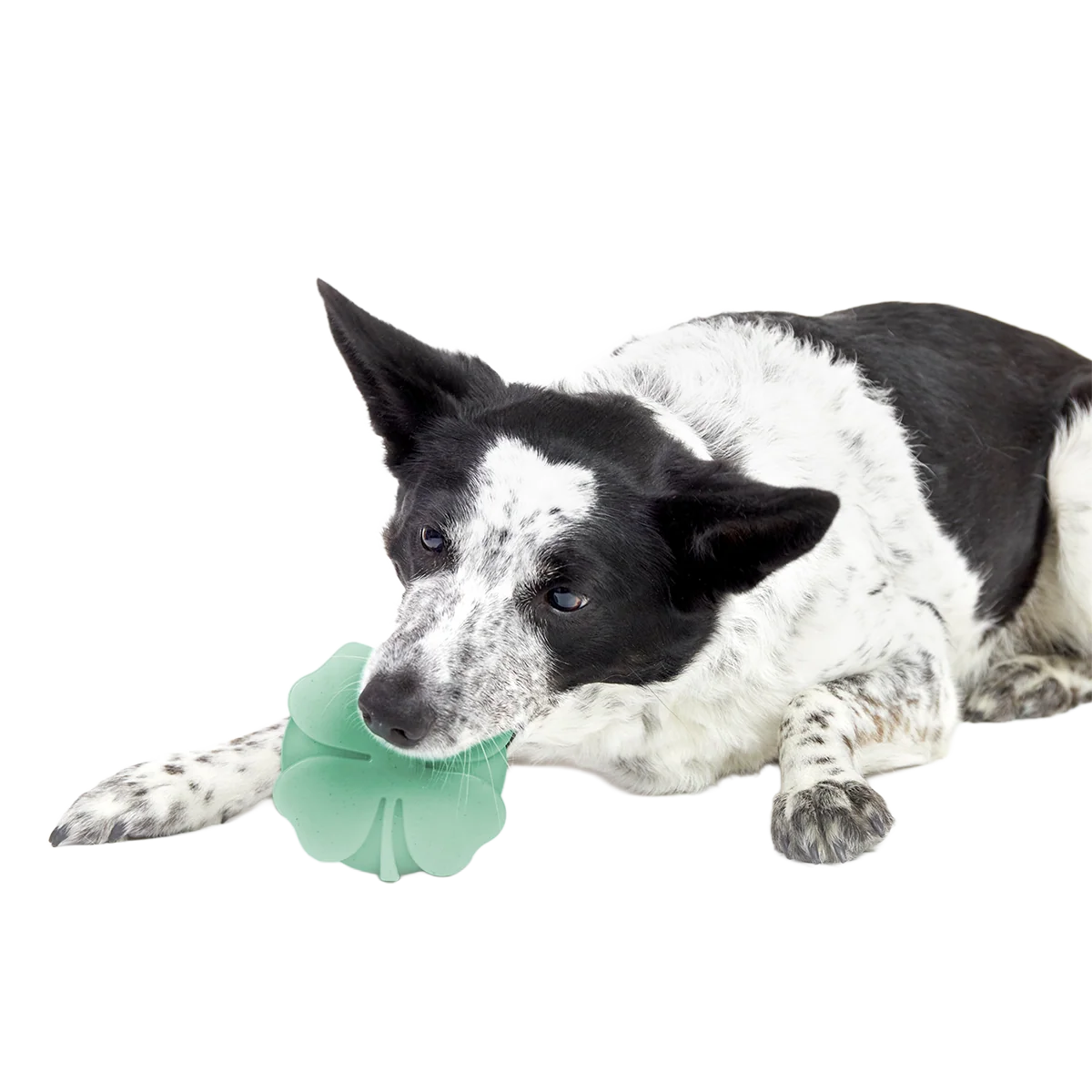 Fur Leaf Clover Super Chewer Durable Gnaw Dog Toy - Image 4