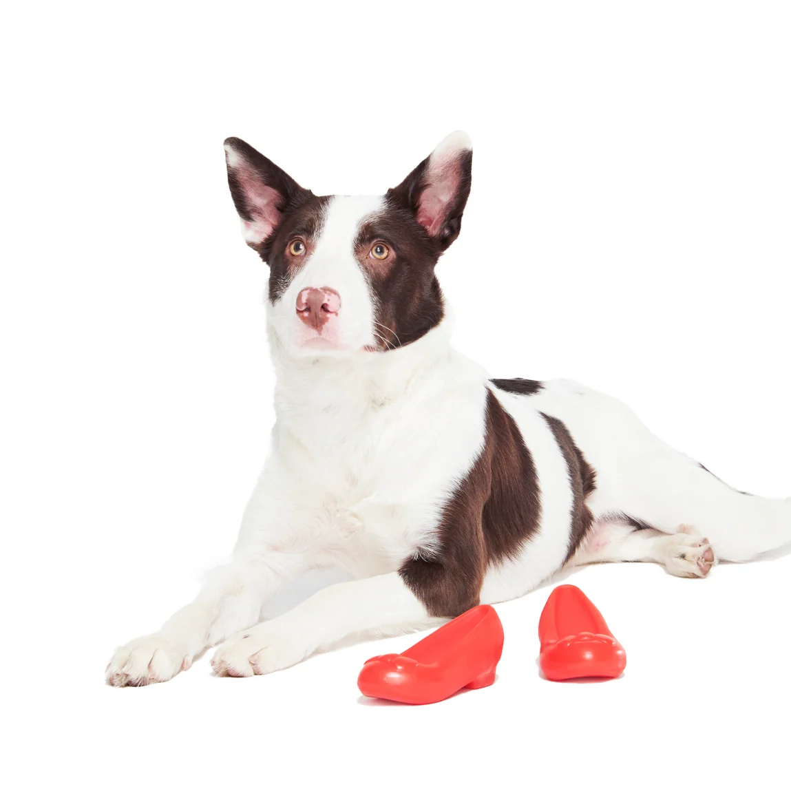 Furiends of Dorothy Multi-Part + Gnaw Dog Toy - Image 5