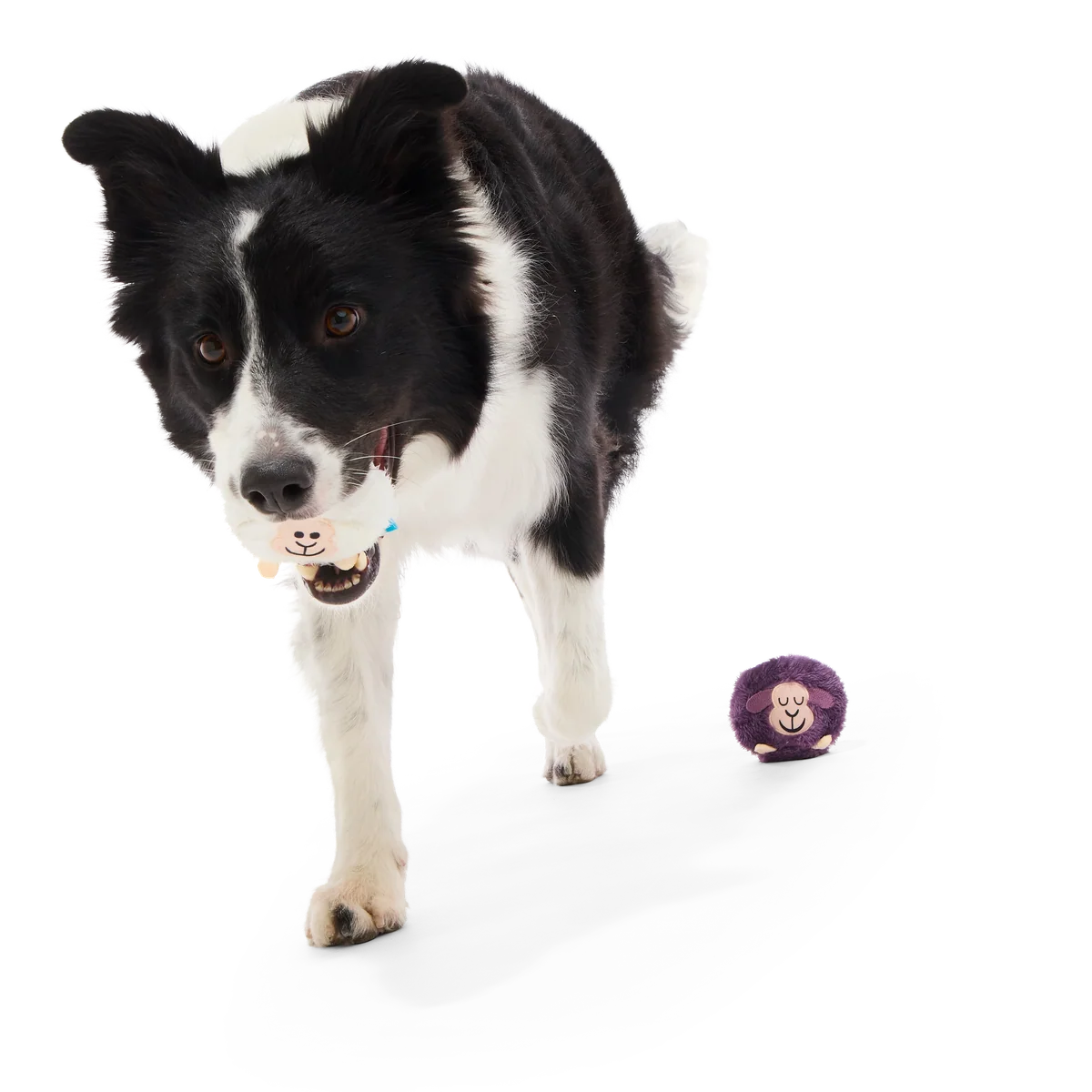 Good Sheep, Baa Sheep Plush Multi-Part + Fetch Dog Toy - Image 4