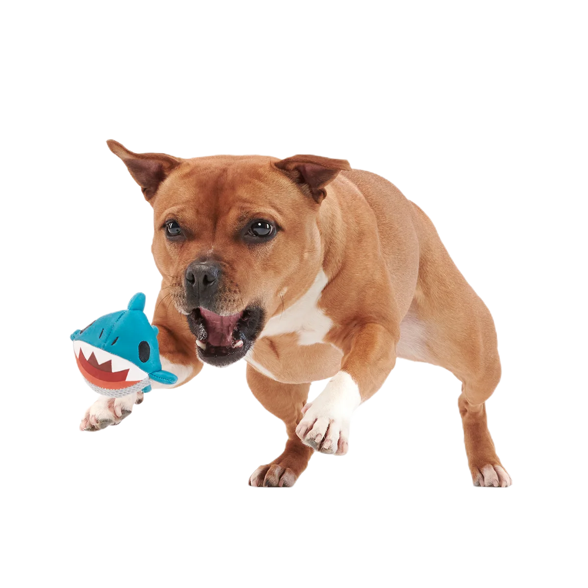 Great White Dwight Super Chewer Durable 2-in-1 + Fetch Dog Toy - Image 4