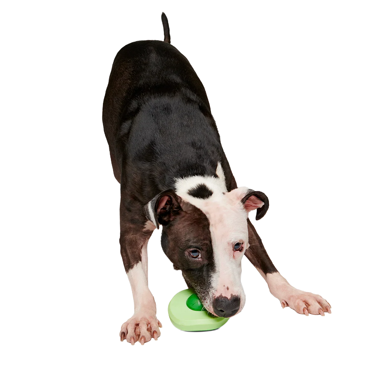 Green Egg Super Chewer Durable Gnaw Dog Toy - Image 6