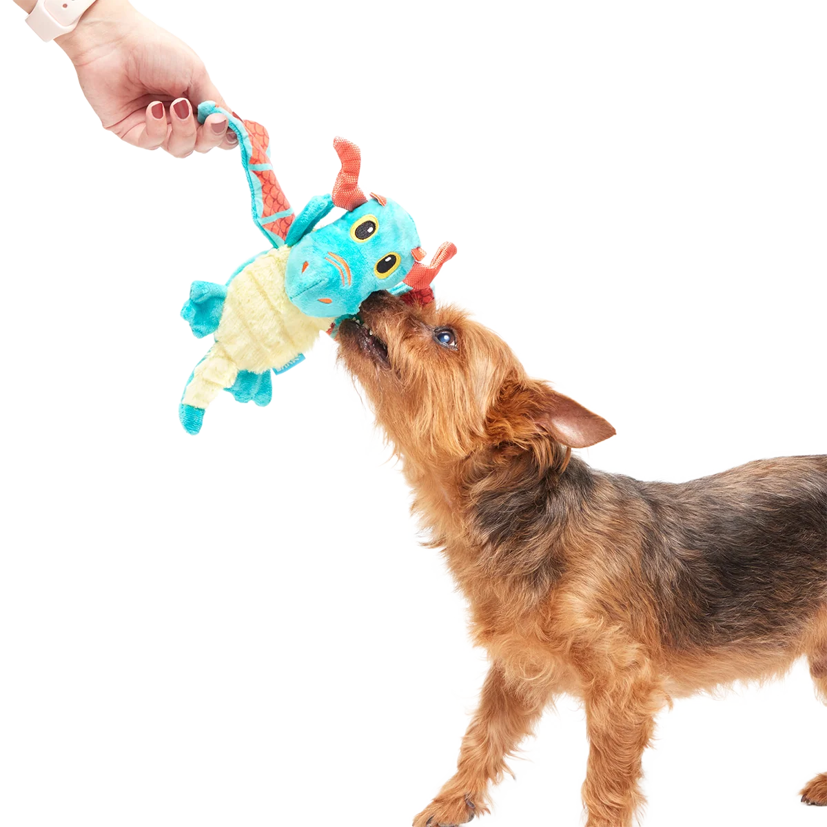 Grimbold the Dragon Plush Tug Dog Toy - Image 2