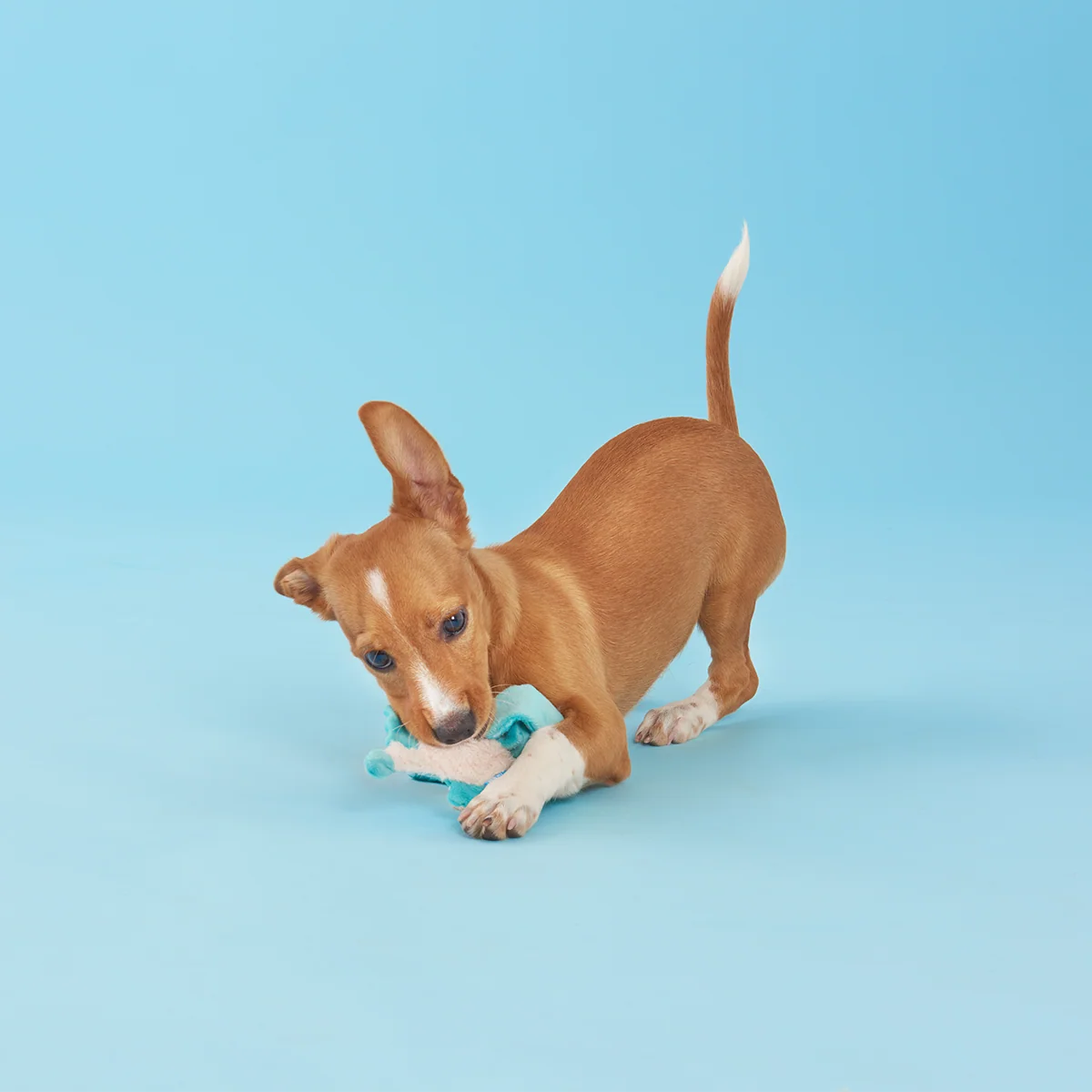 Grimbold the Dragon Plush Tug Dog Toy - Image 3