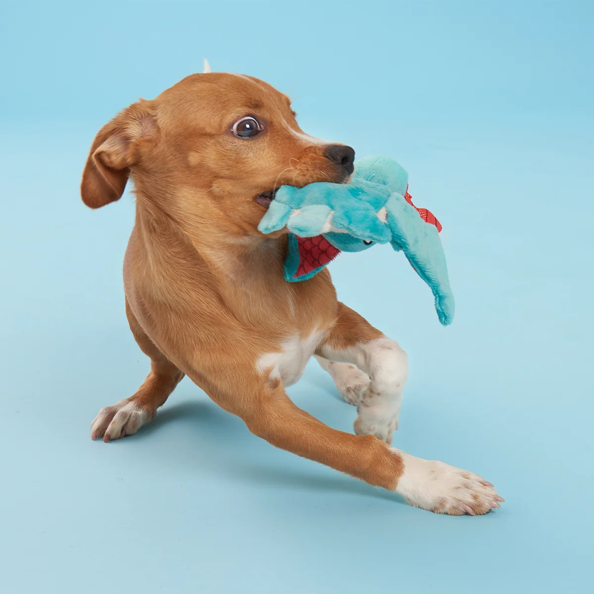 Grimbold the Dragon Plush Tug Dog Toy - Image 4