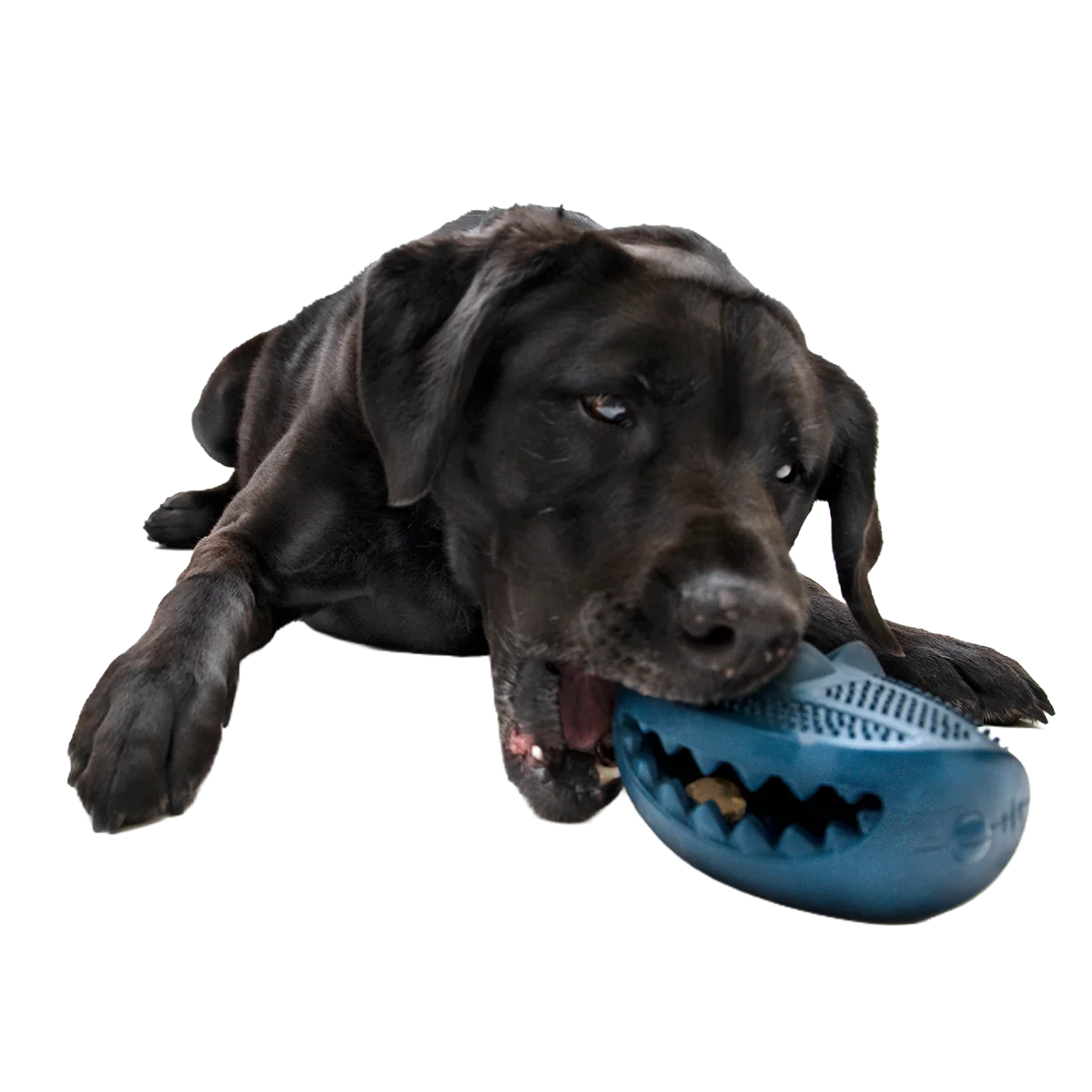 Hammer Fed Shark Super Chewer Durable Enrichment Dog Toy - Image 2