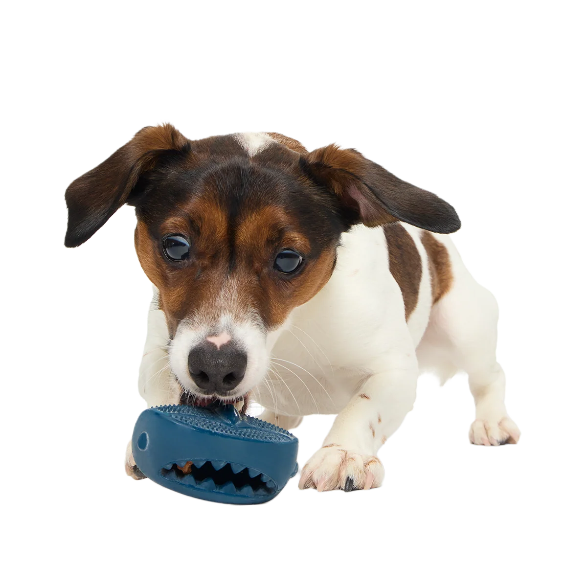 Hammer Fed Shark Super Chewer Durable Enrichment Dog Toy - Image 5