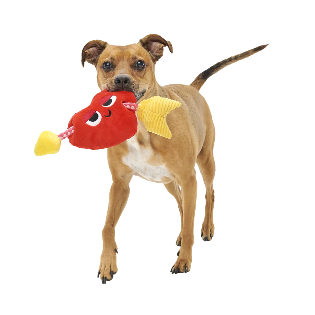 Heart Throbert Plush Tug Dog Toy - Image 2