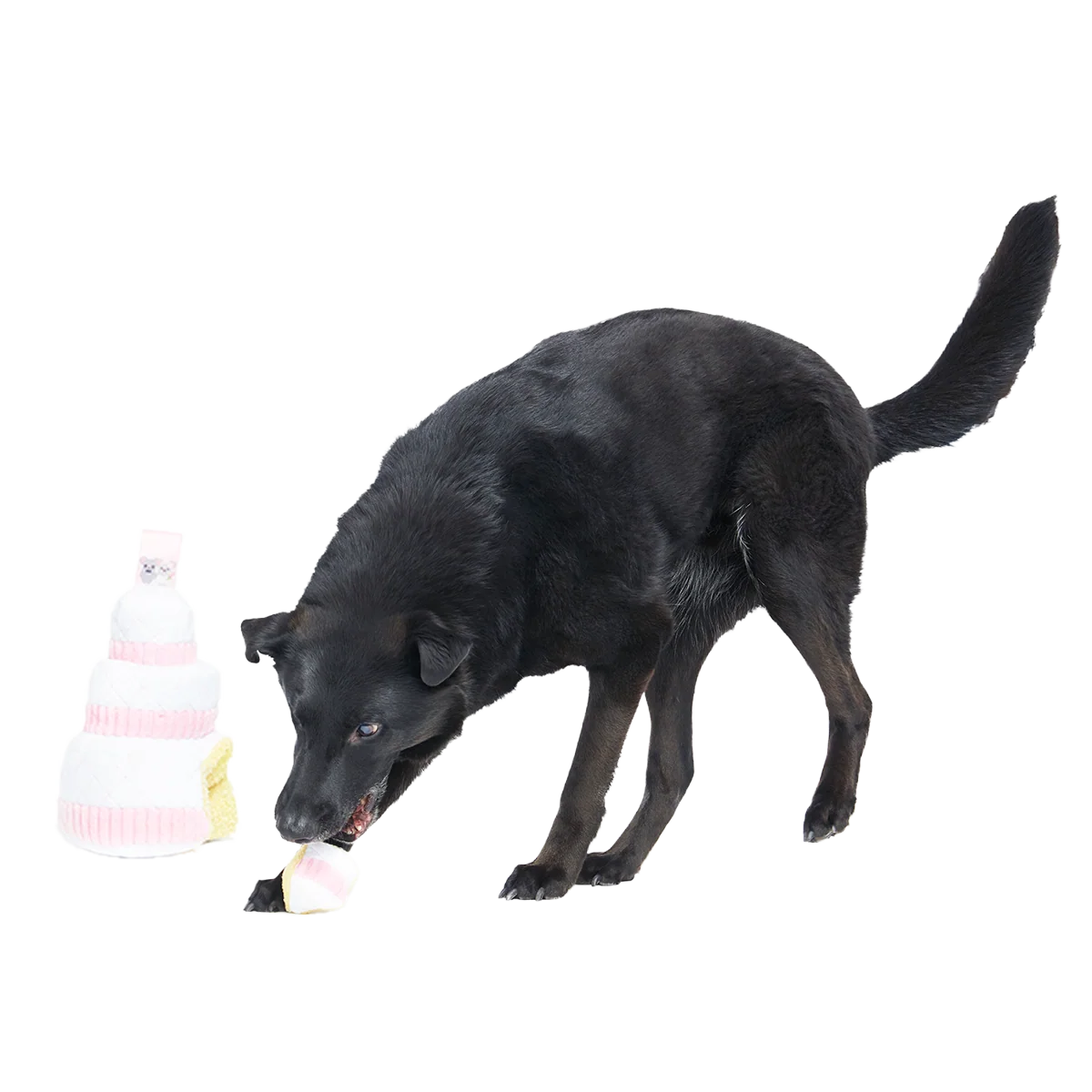Holy Ratrimony Plush Multi-Part + Enrichment Dog Toy - Image 3