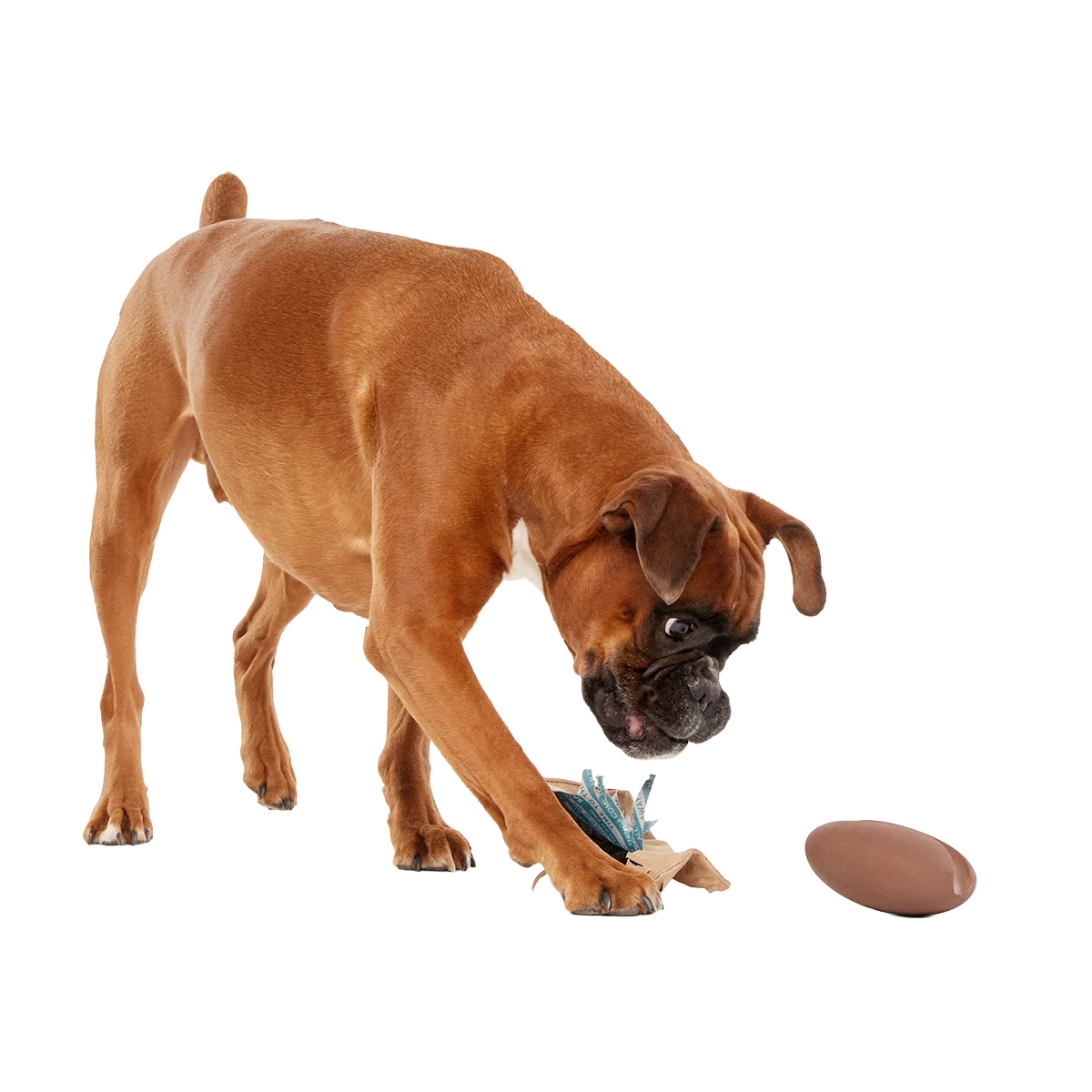 Jitter Pug Coffee Bean Super Chewer Durable 2-in-1 Dog Toy - Image 3