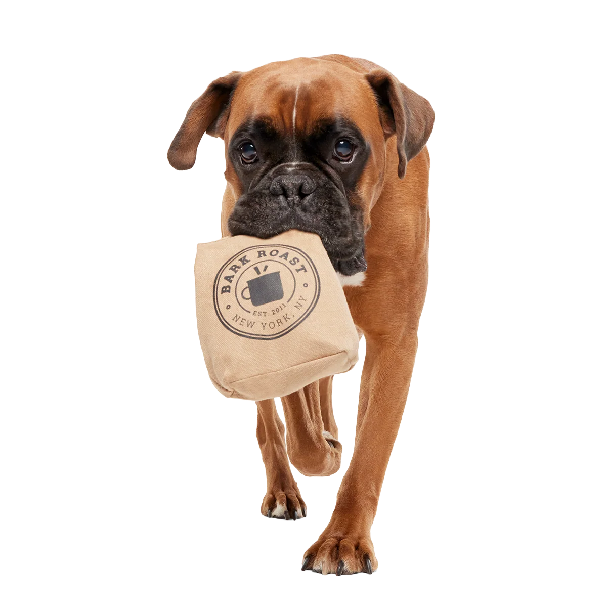 Jitter Pug Coffee Bean Super Chewer Durable 2-in-1 Dog Toy - Image 4