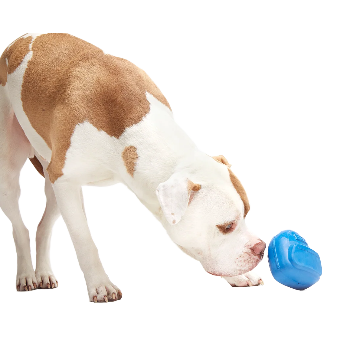 Knapsack Super Chewer Durable Enrichment Dog Toy - Image 5