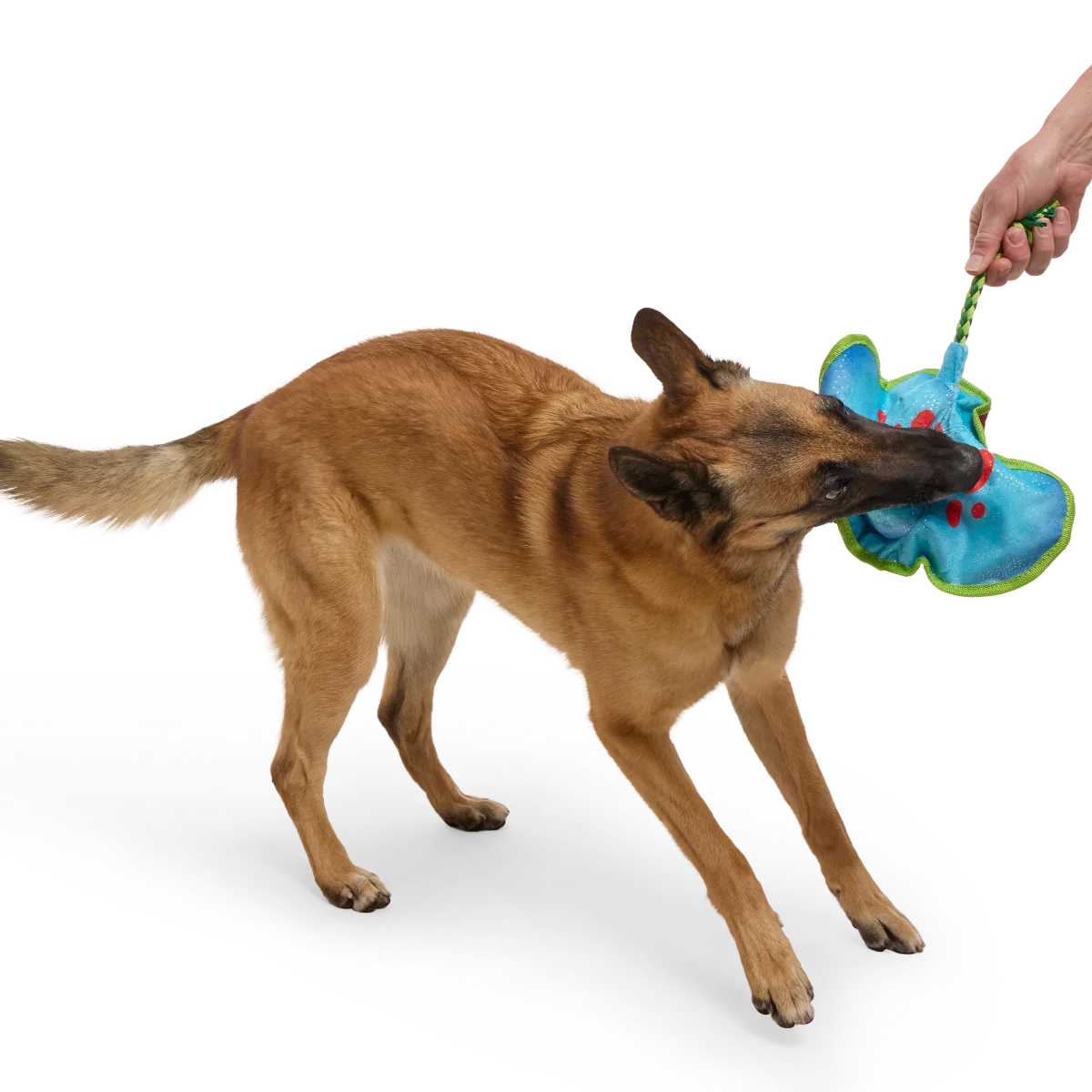 Manny Ray Plush Tug Dog Toy - Image 2