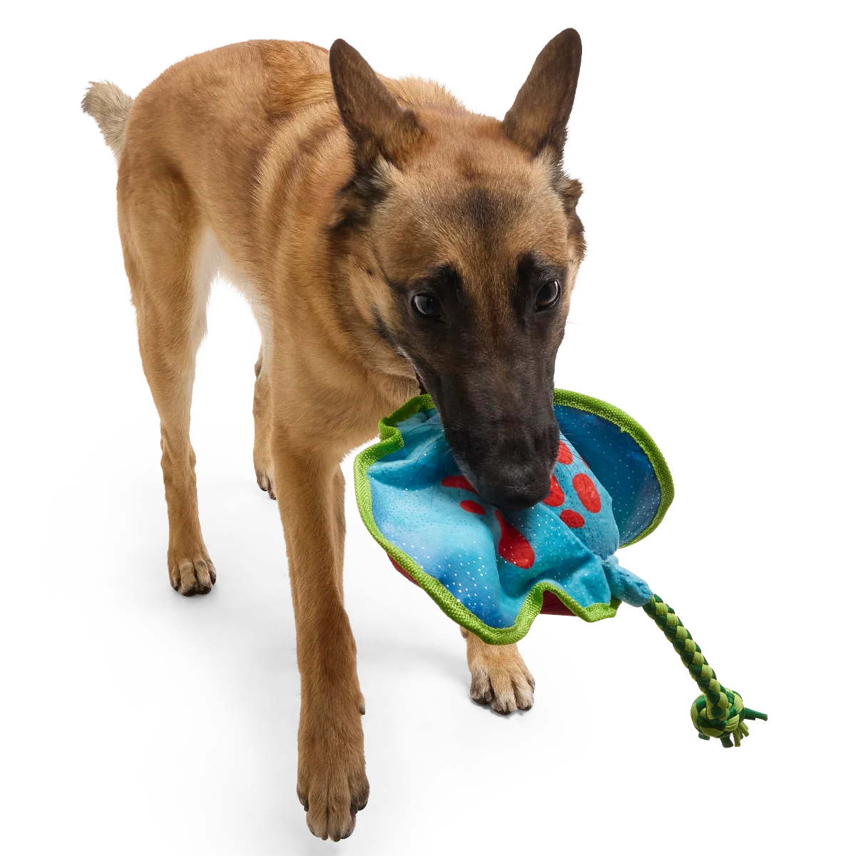 Manny Ray Plush Tug Dog Toy - Image 3