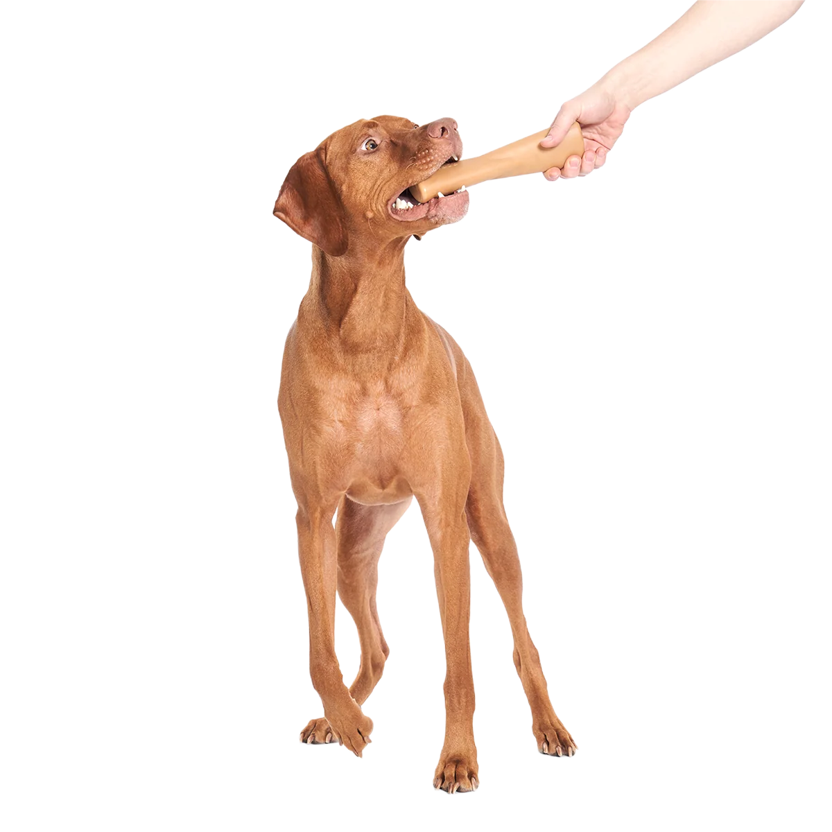 Mighty Bone Super Chewer Durable Gnaw Dog Toy - Image 2