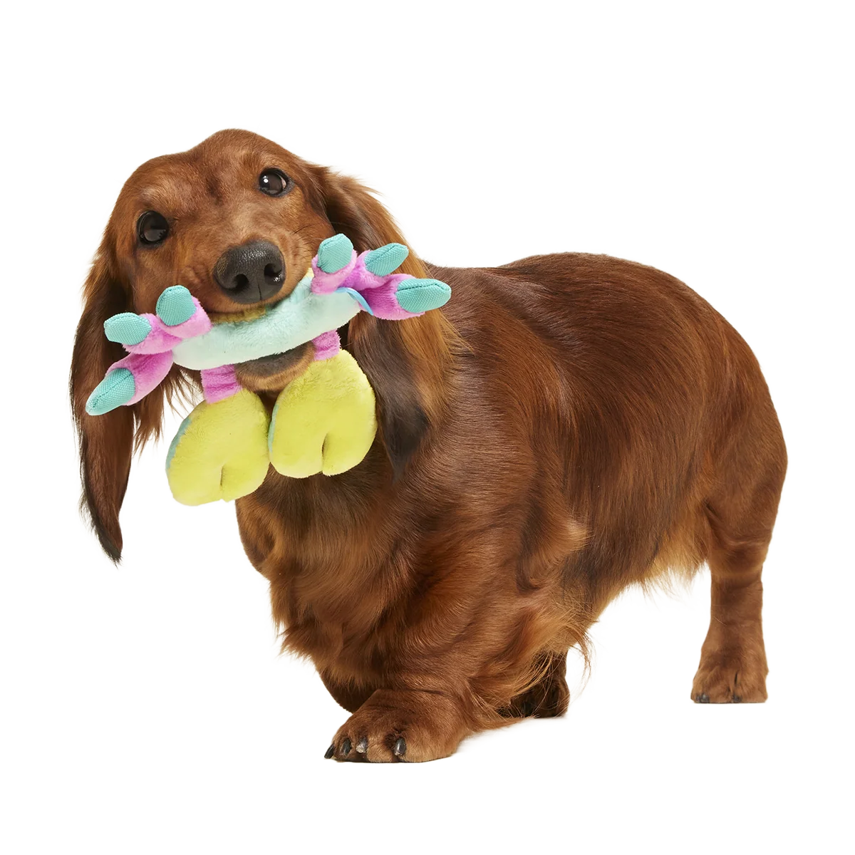 Moe The Mosaic Crab Plush Tug Dog Toy - Image 2