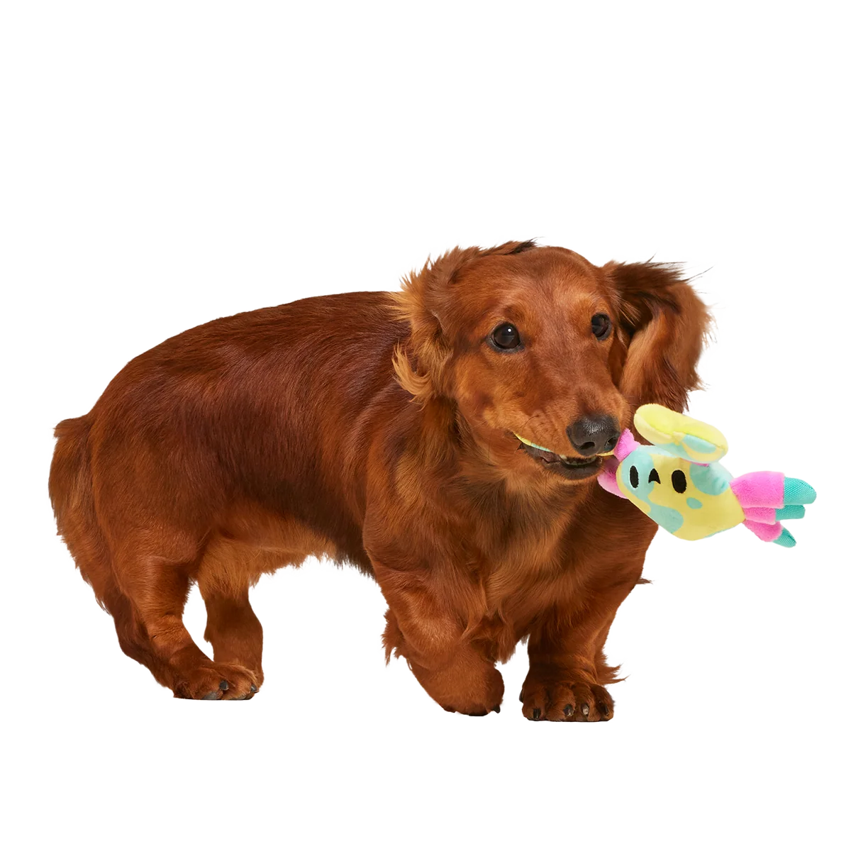 Moe The Mosaic Crab Plush Tug Dog Toy - Image 3