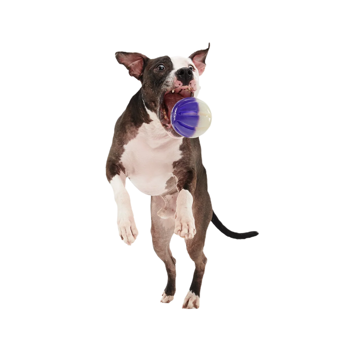 Nepzoom Super Chewer Durable Enrichment + Fetch Dog Toy - Image 6