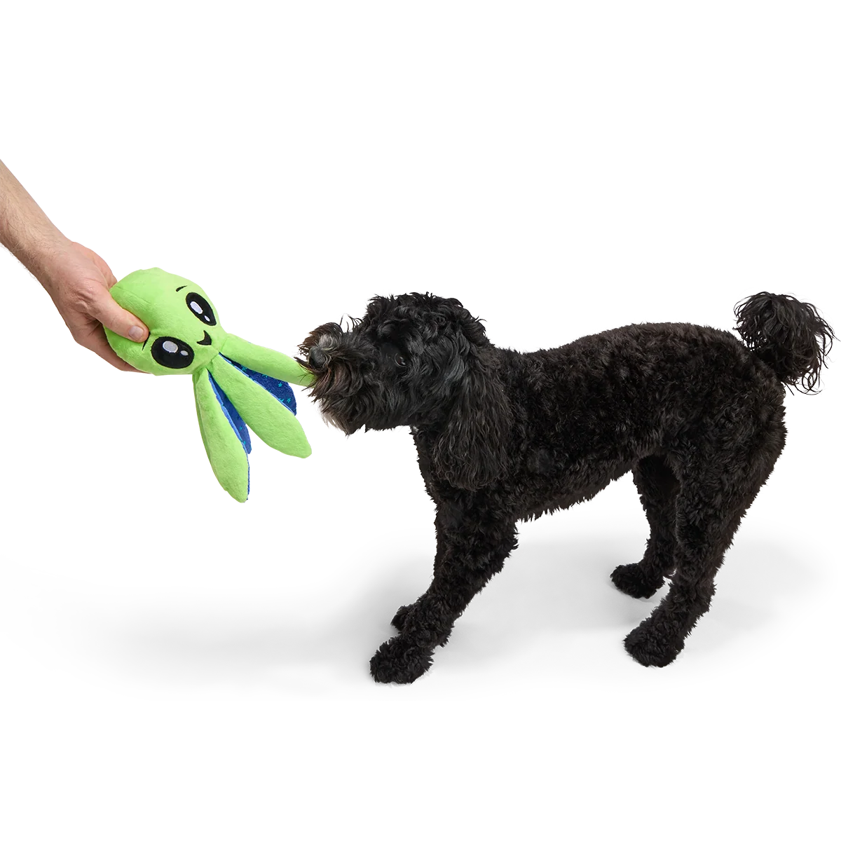 Ollie the Octopus Club, Plush Tug Monthly Dog Toys - Image 3