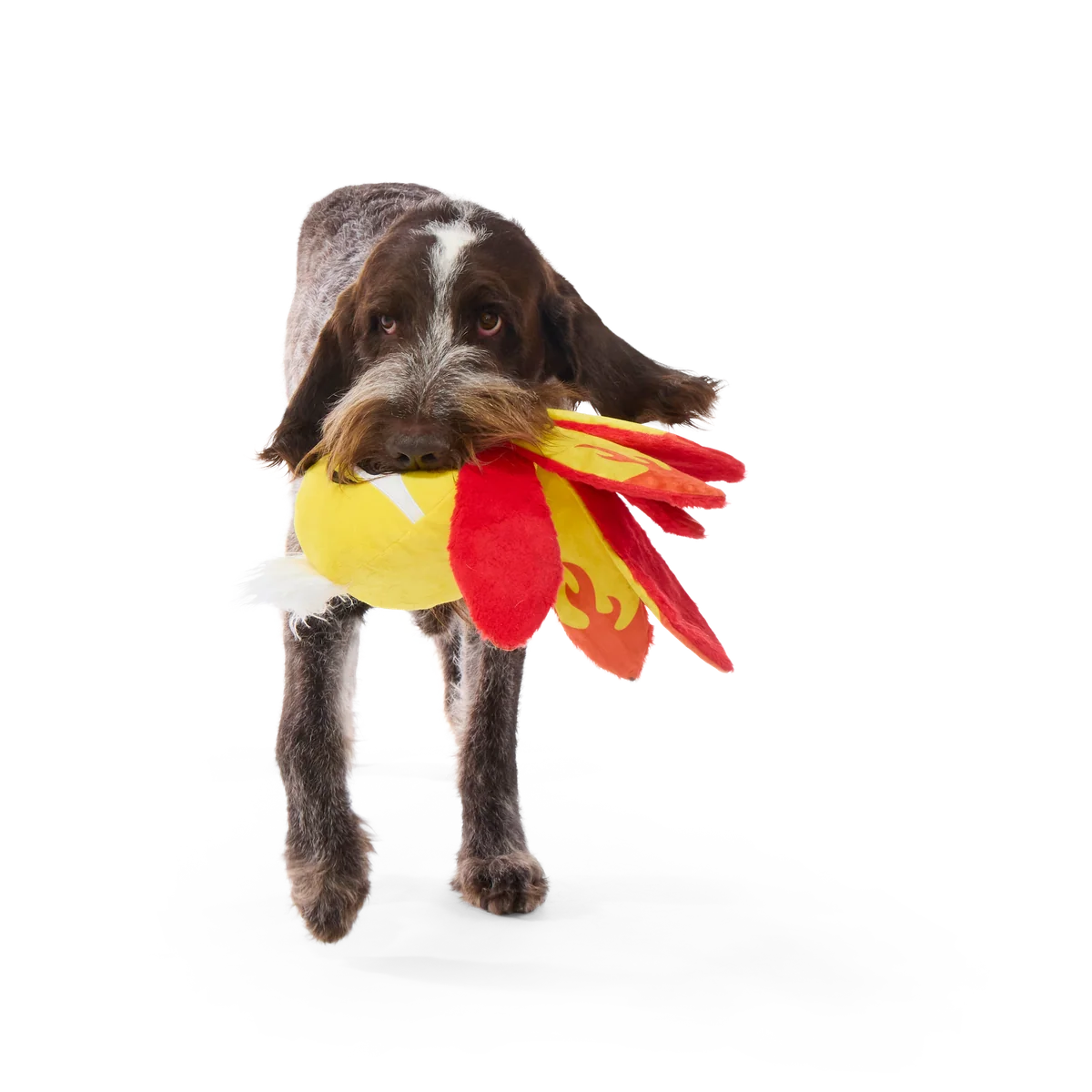Off The Hook Ollie Plush Extra-Large + Tug Dog Toy - Image 5