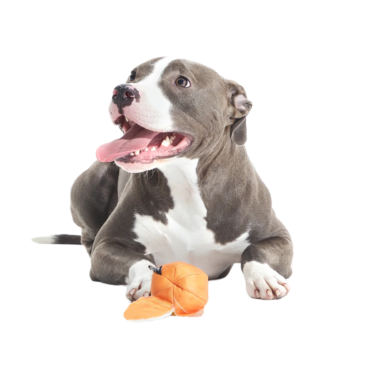 Orange Crush Super Chewer Durable 2-in-1 + Fetch Dog Toy - Image 4