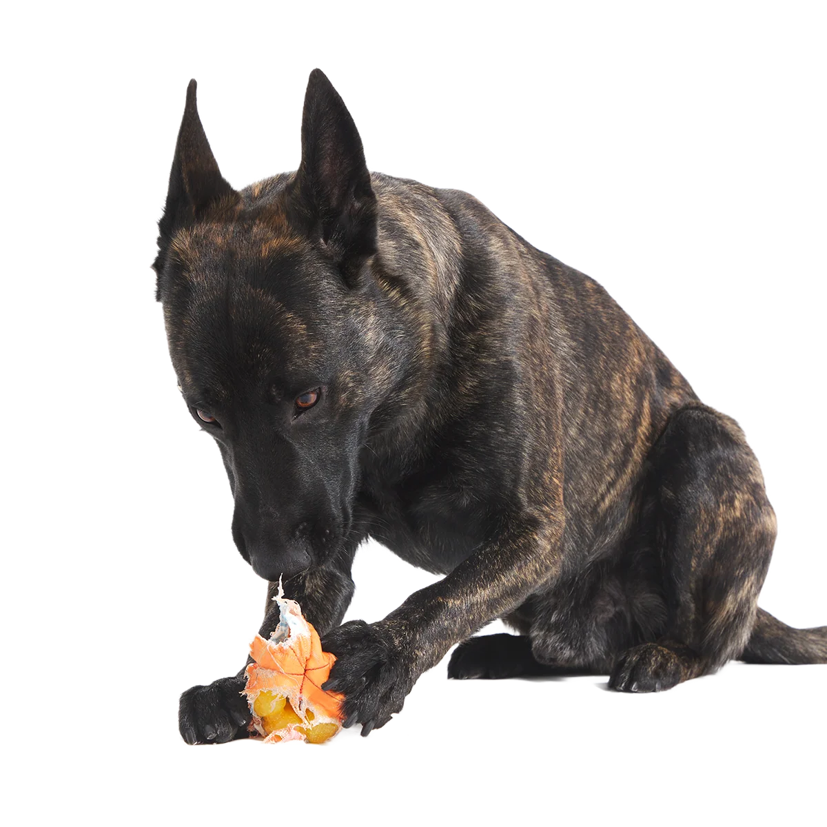 Orange Crush Super Chewer Durable 2-in-1 + Fetch Dog Toy - Image 6