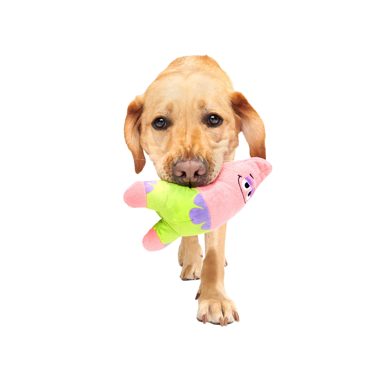 Patrick’s Squeakret Talent Plush 2-in-1 Dog Toy - Image 3