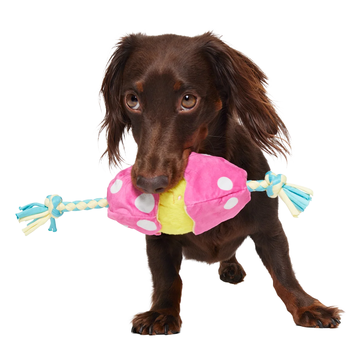 Peep-A-Bird Plush Tug Dog Toy - Image 3