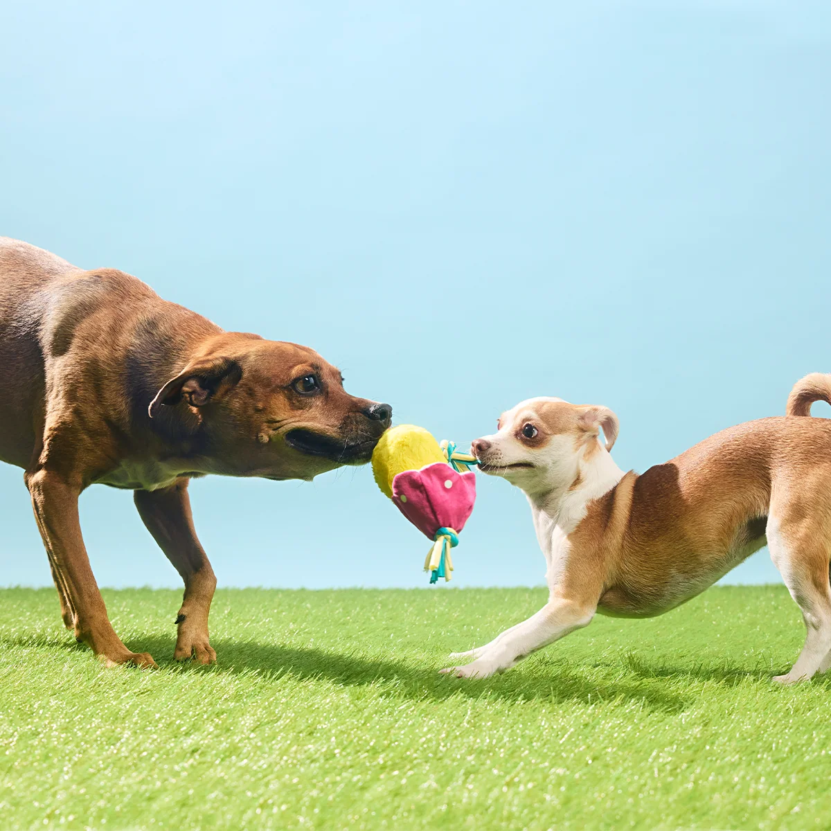 Peep-A-Bird Plush Tug Dog Toy - Image 4