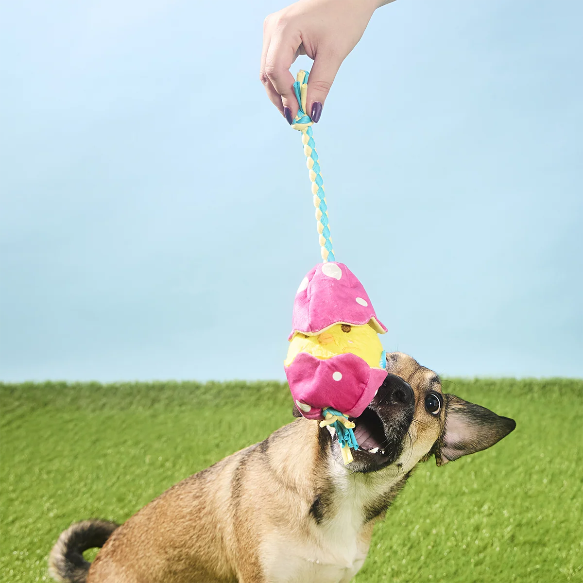 Peep-A-Bird Plush Tug Dog Toy - Image 6