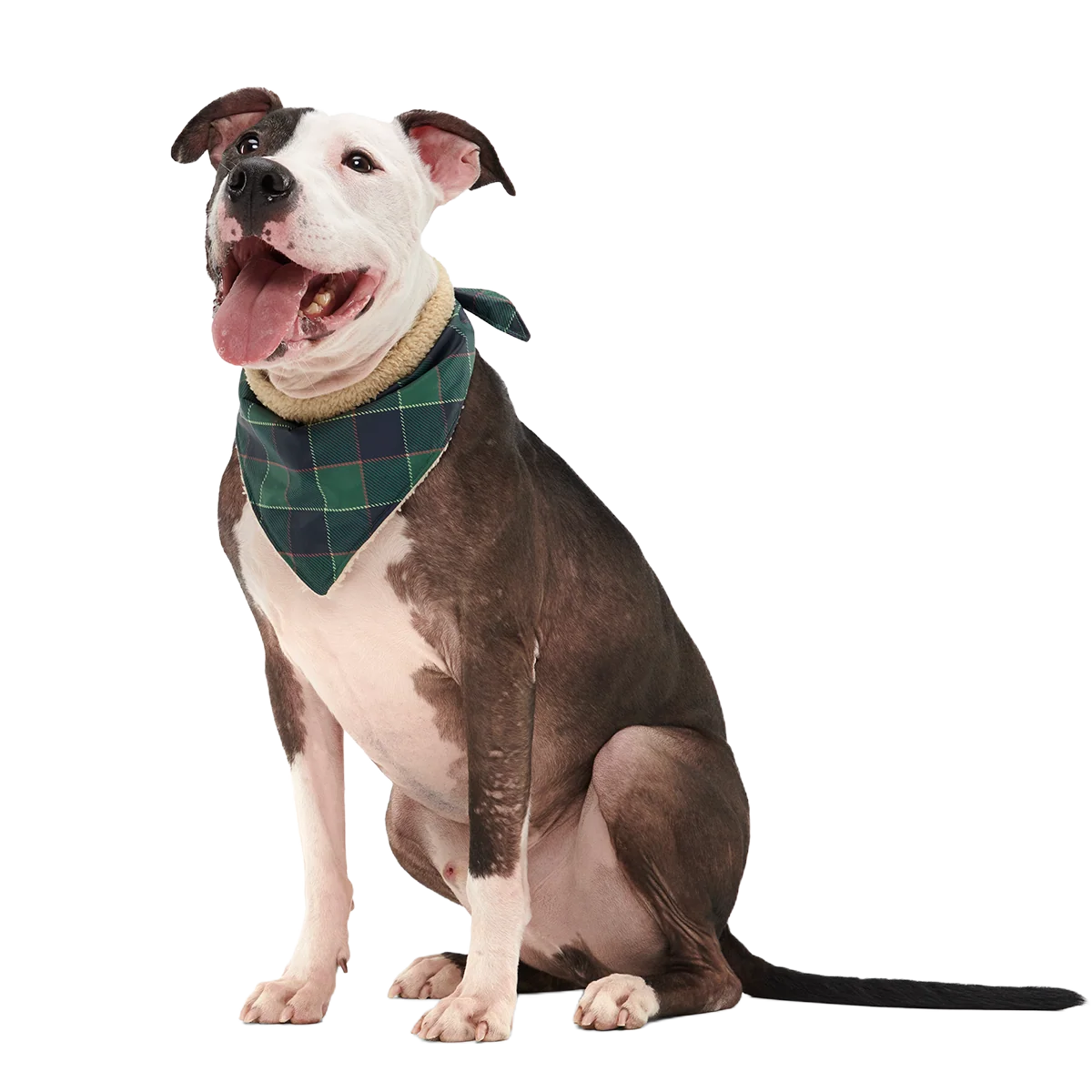 Plaid To The Bone Dog Bandana - Image 10
