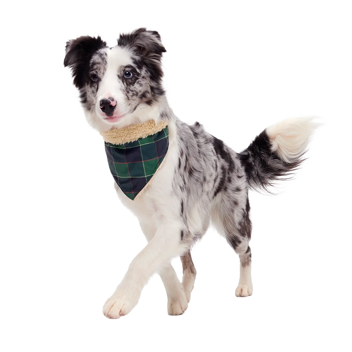 Plaid To The Bone Dog Bandana - Image 8