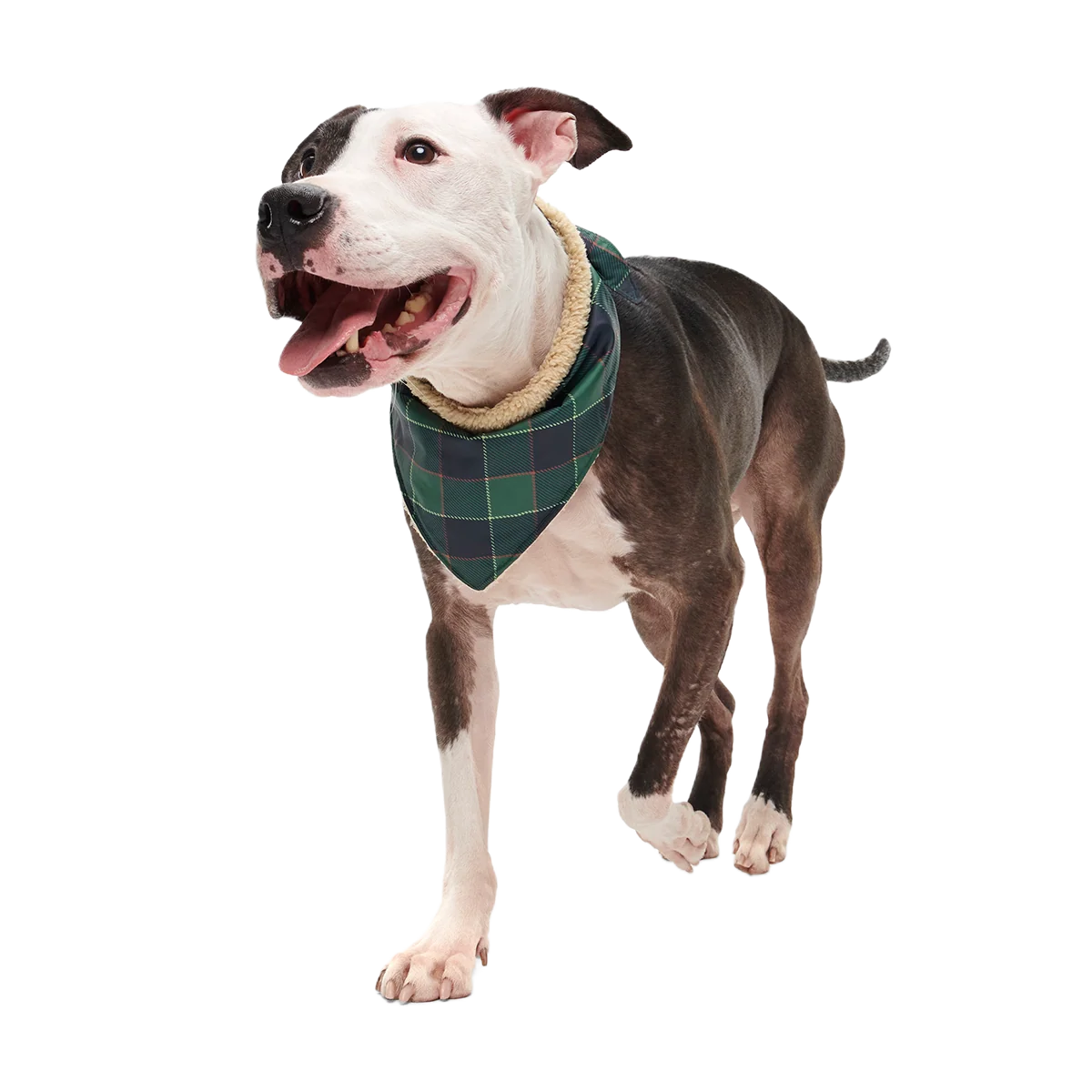 Plaid To The Bone Dog Bandana - Image 9