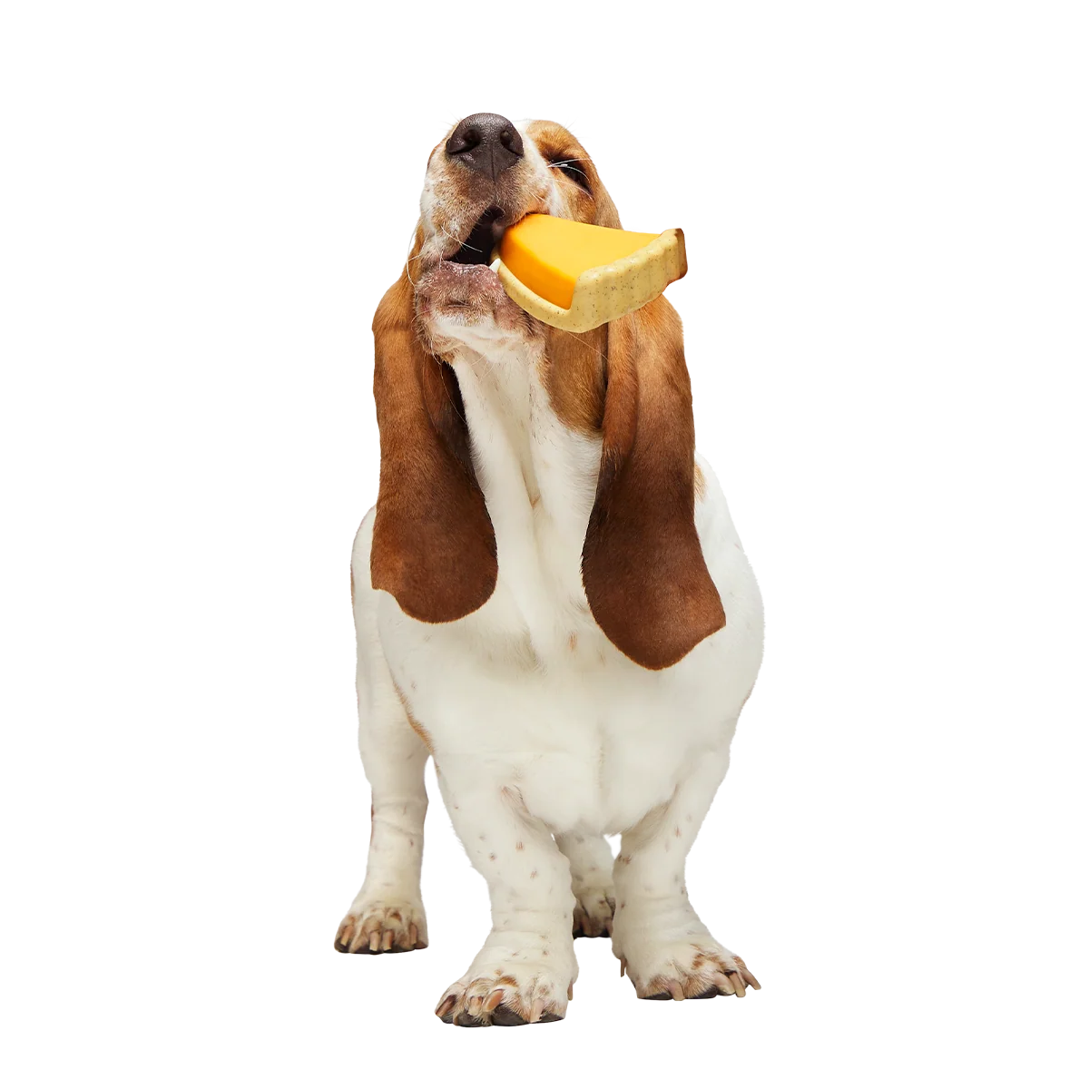 Powered Up Pie Super Chewer Durable Gnaw Dog Toy - Image 3