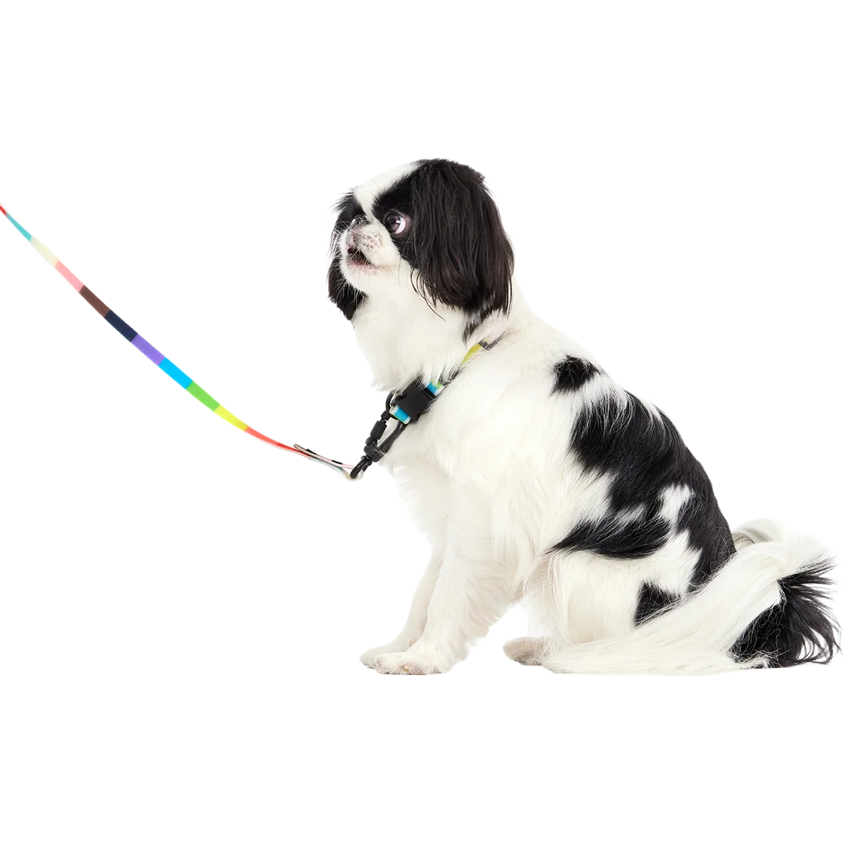 Pride Dog Walking Gear Bundle - Image 10