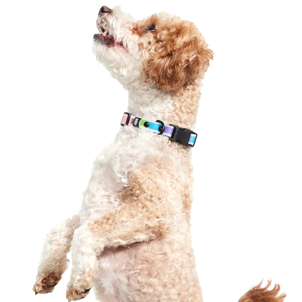 Pride Dog Walking Gear Bundle - Image 11