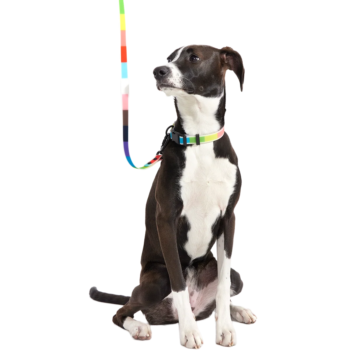Pride Dog Walking Gear Bundle - Image 2