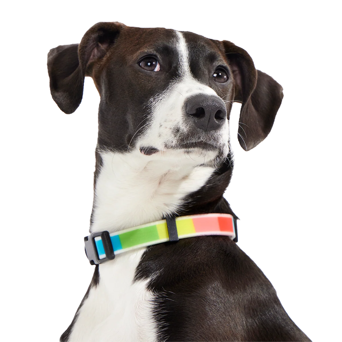 Pride Dog Walking Gear Bundle - Image 3