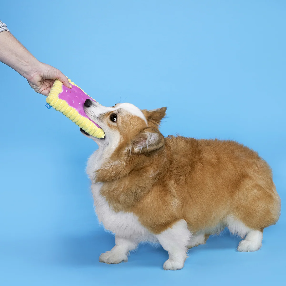 Pup Tart Plush Tug Dog Toy - Image 6