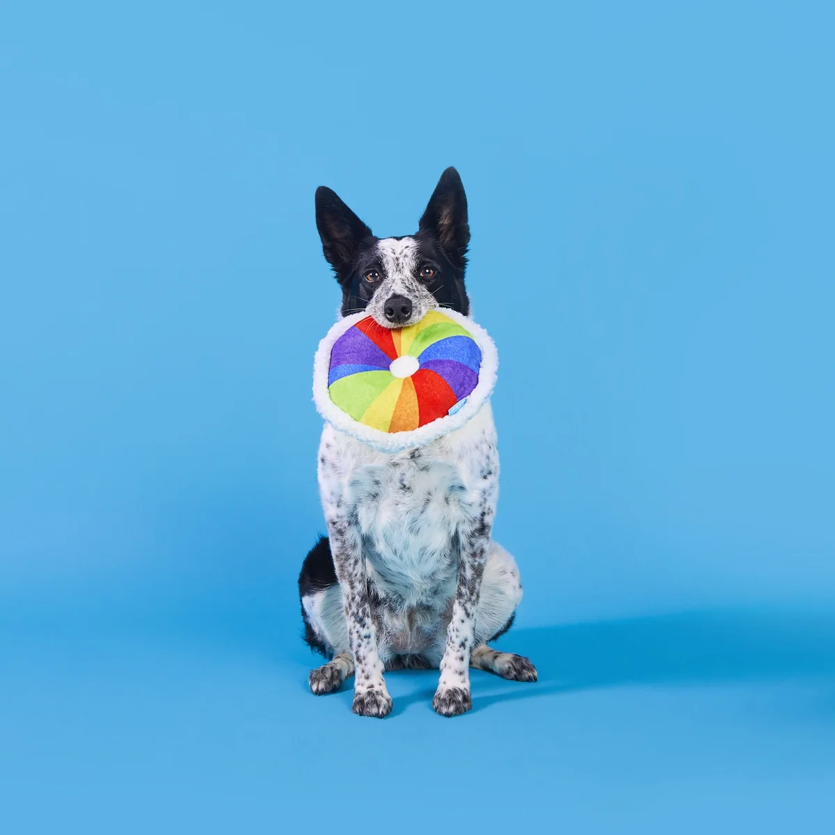 Rainbow-wow Bagel Plush Tug Dog Toy - Image 6