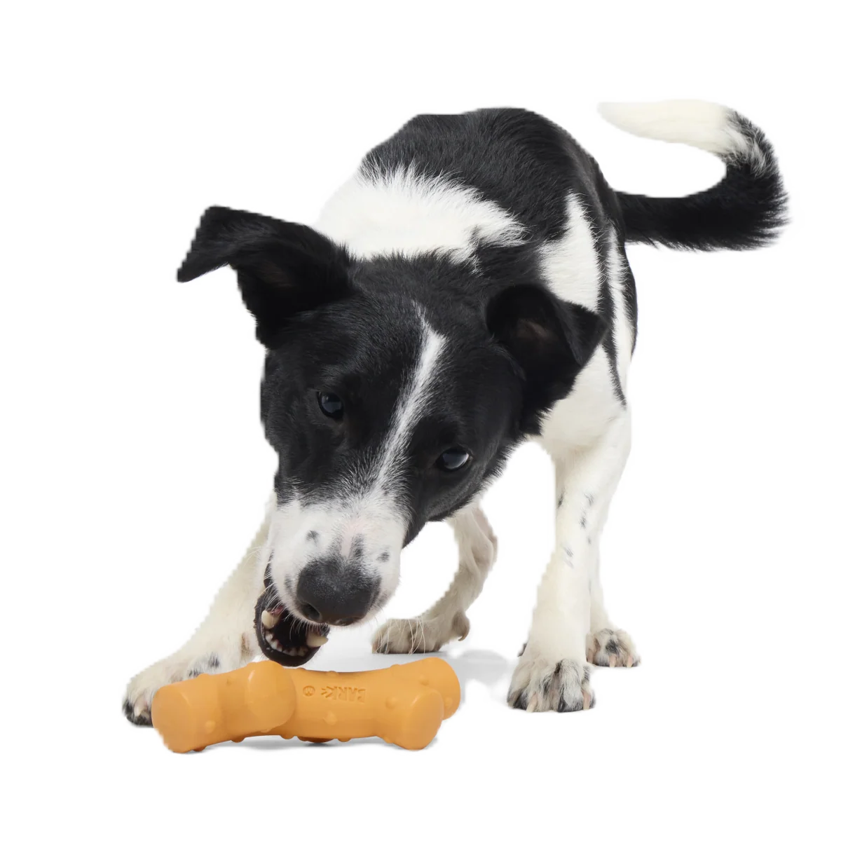 Reef Teefer Super Chewer Durable Gnaw Dog Toy - Image 2