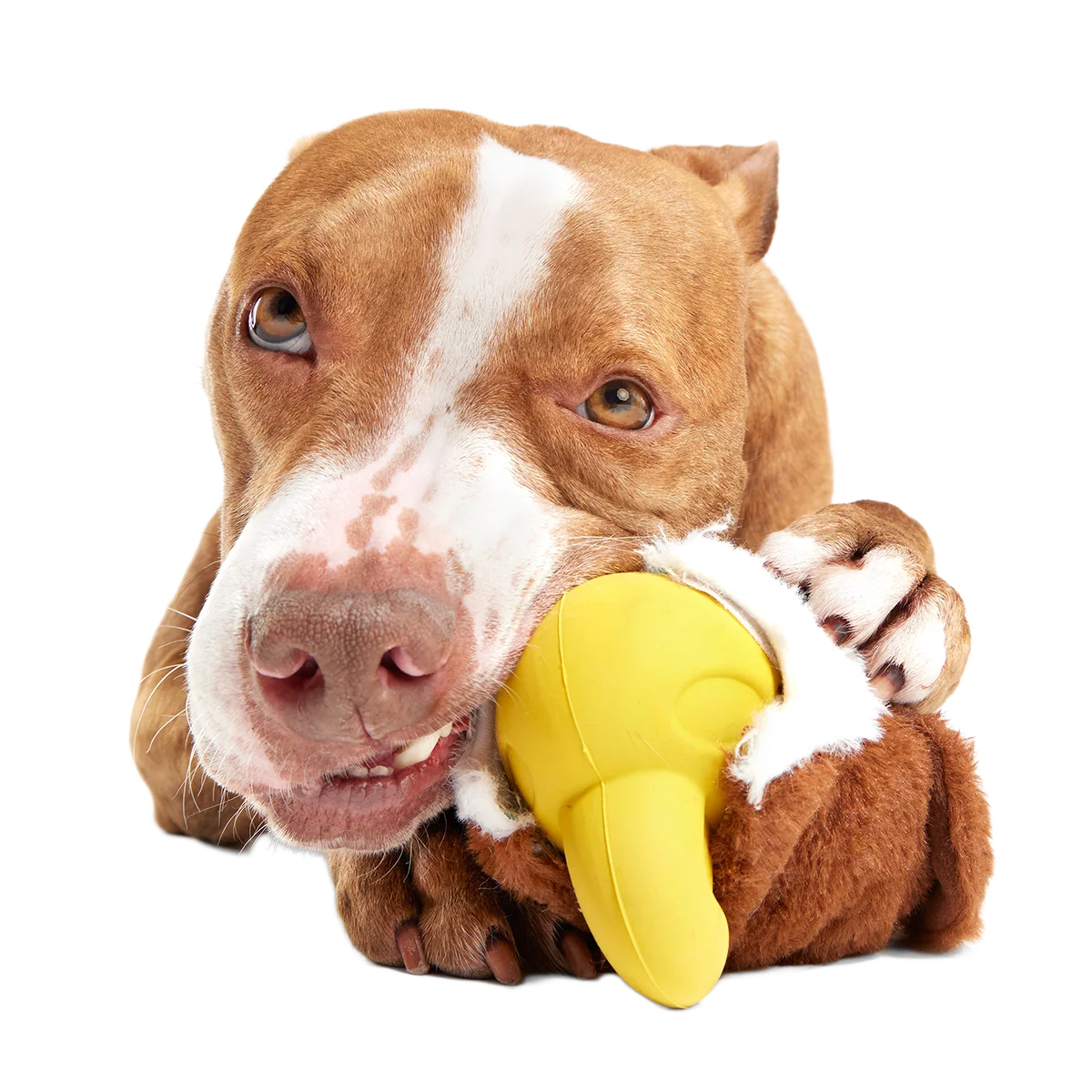 Rock Creek Eagle Super Chewer Durable 2-in-1 + Enrichment Dog Toy - Image 4
