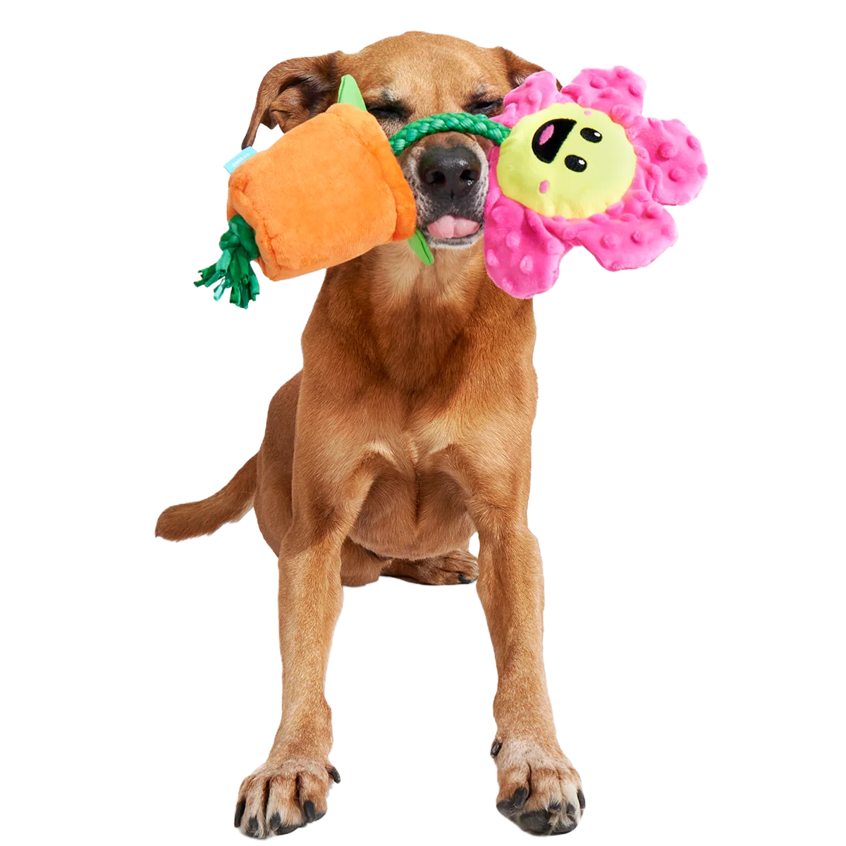 Rose the Daisy Plush Tug Dog Toy - Image 4