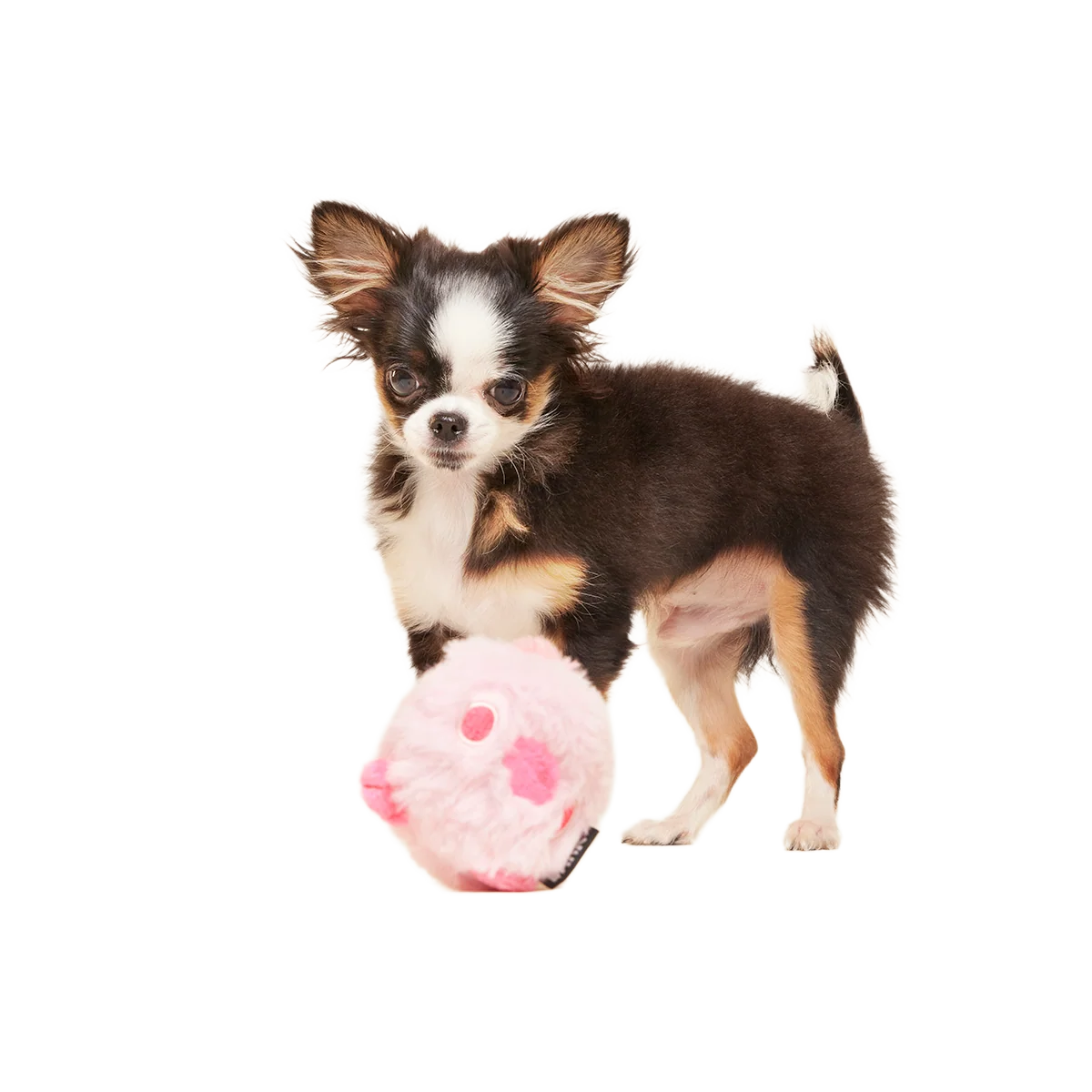 Rosy Tough Chick Super Chewer Durable 2-in-1 Dog Toy - Image 2