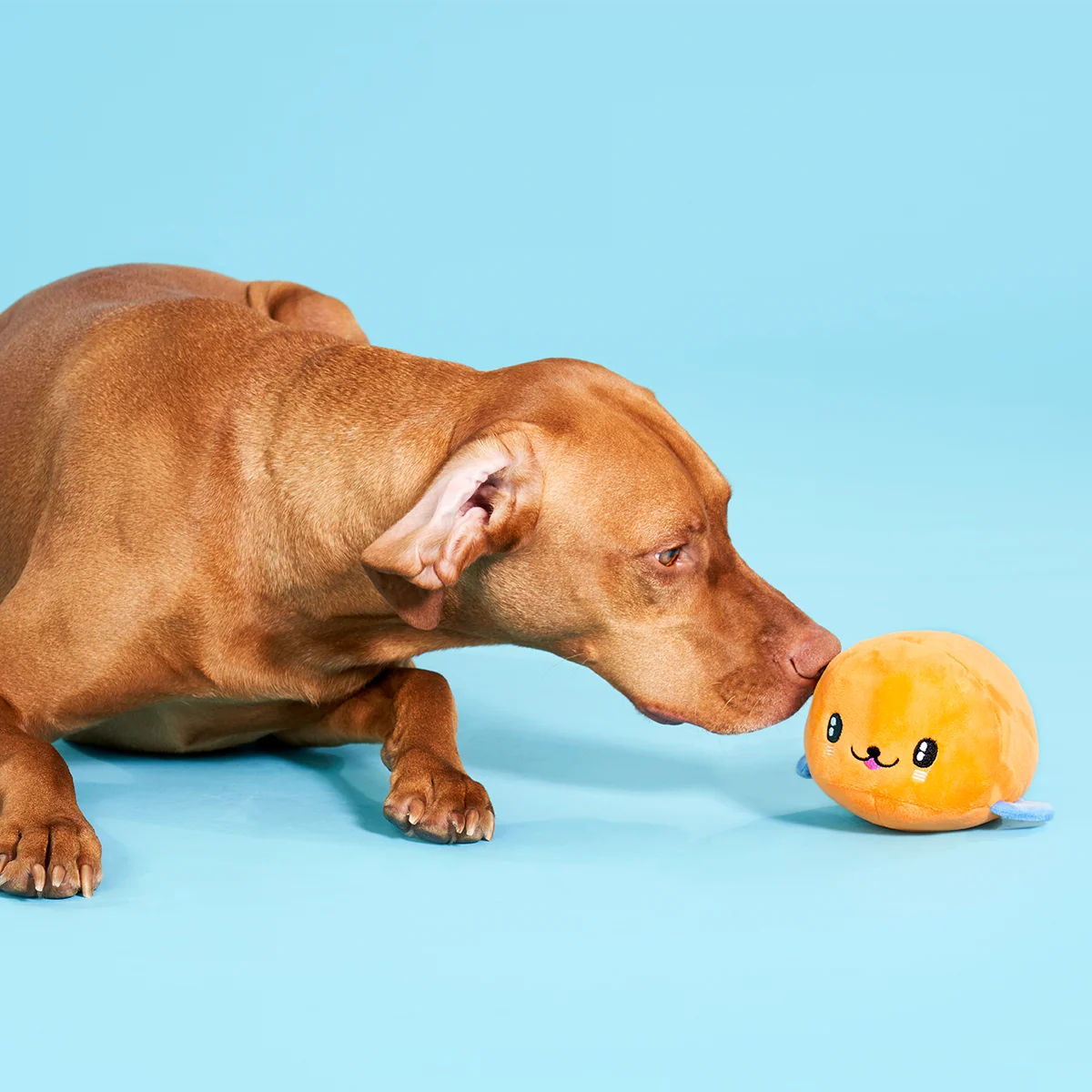 Santiago Seal Plush 2-in-1 + Tug Dog Toy - Image 6