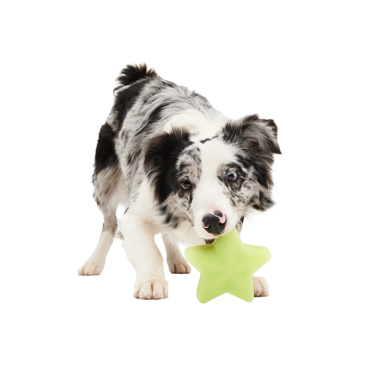 Shooting Starf Super Chewer Durable Gnaw Dog Toy - Image 4
