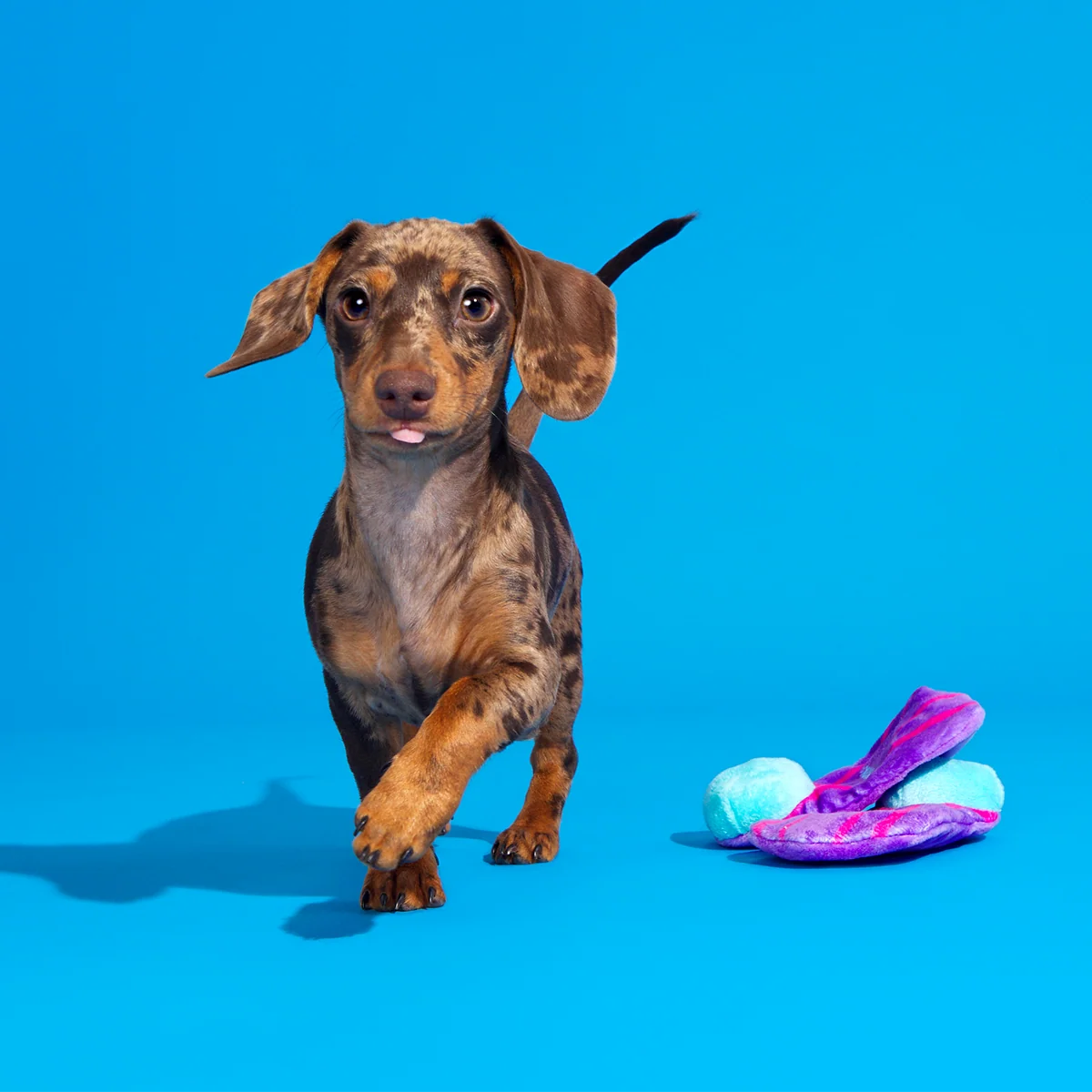 Snork N Bork Plush Multi-Part + Tug Dog Toy - Image 3