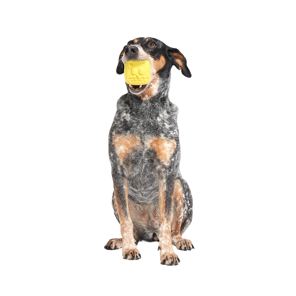 SpongeBob SqueakPants Super Chewer Durable Fetch Dog Toy - Image 3