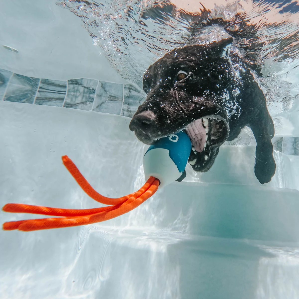 Squidwhip Super Chewer Durable Tug Dog Toy - Image 5