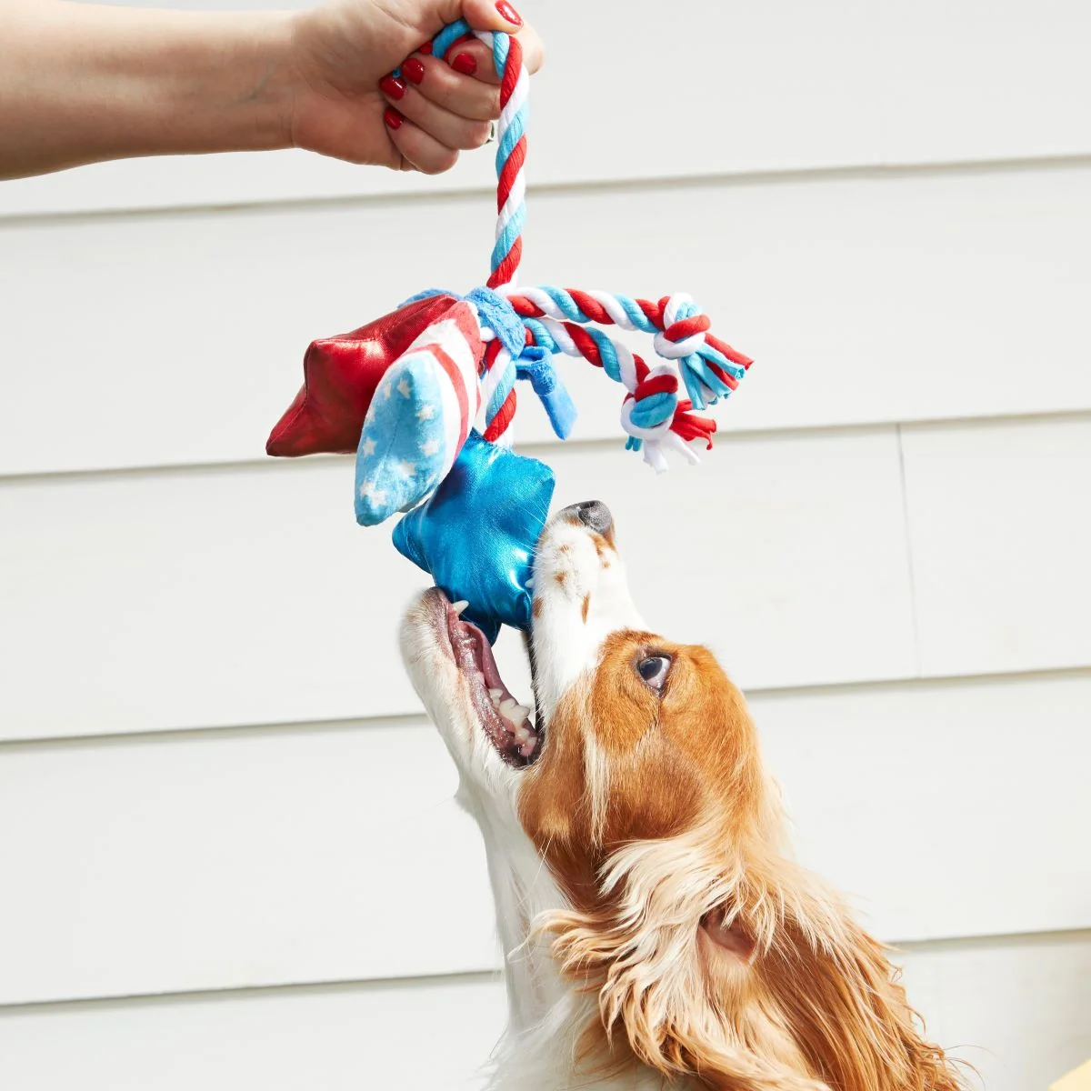 Star Spangles Plush Multi-Part + Tug Dog Toy - Image 3
