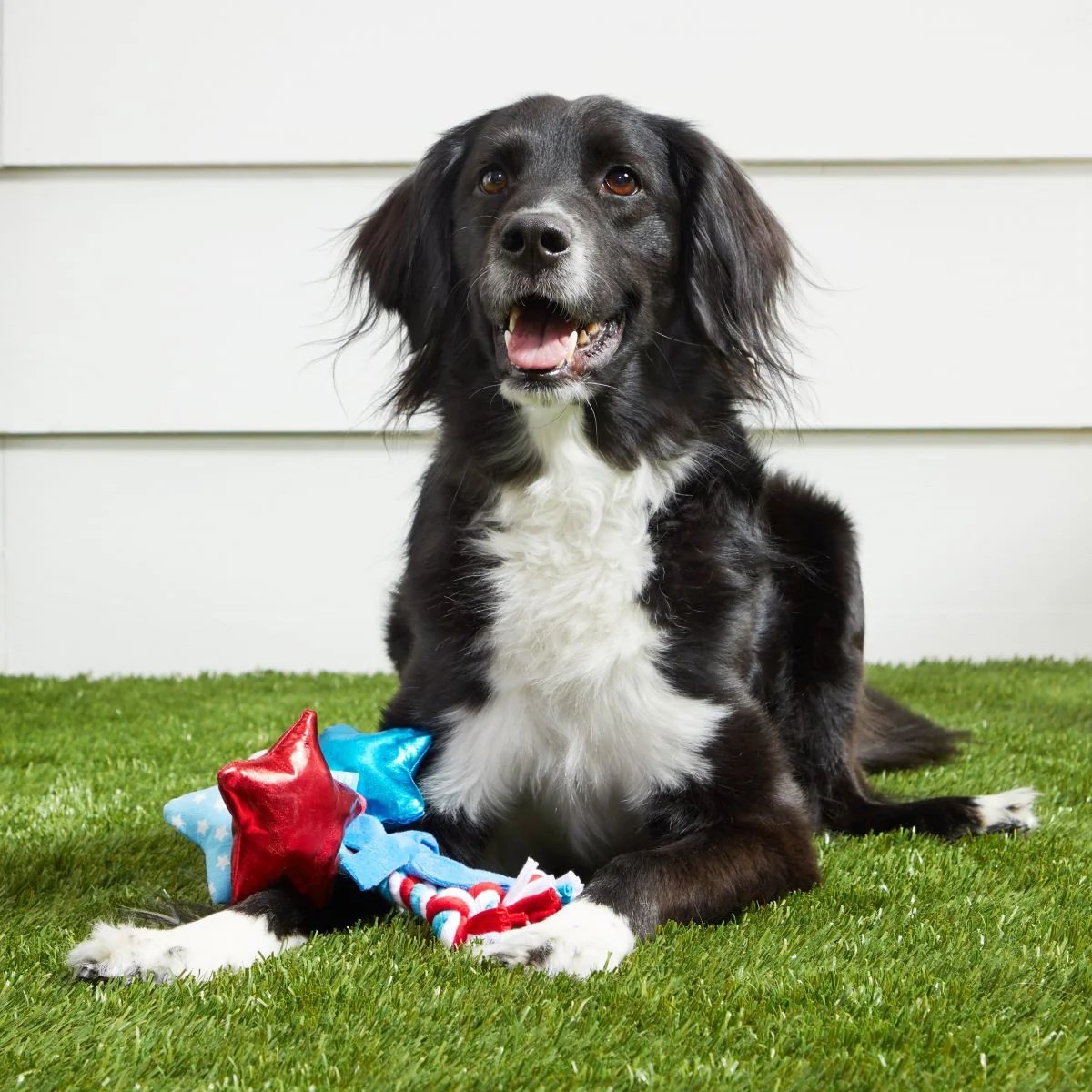 Star Spangles Plush Multi-Part + Tug Dog Toy - Image 4